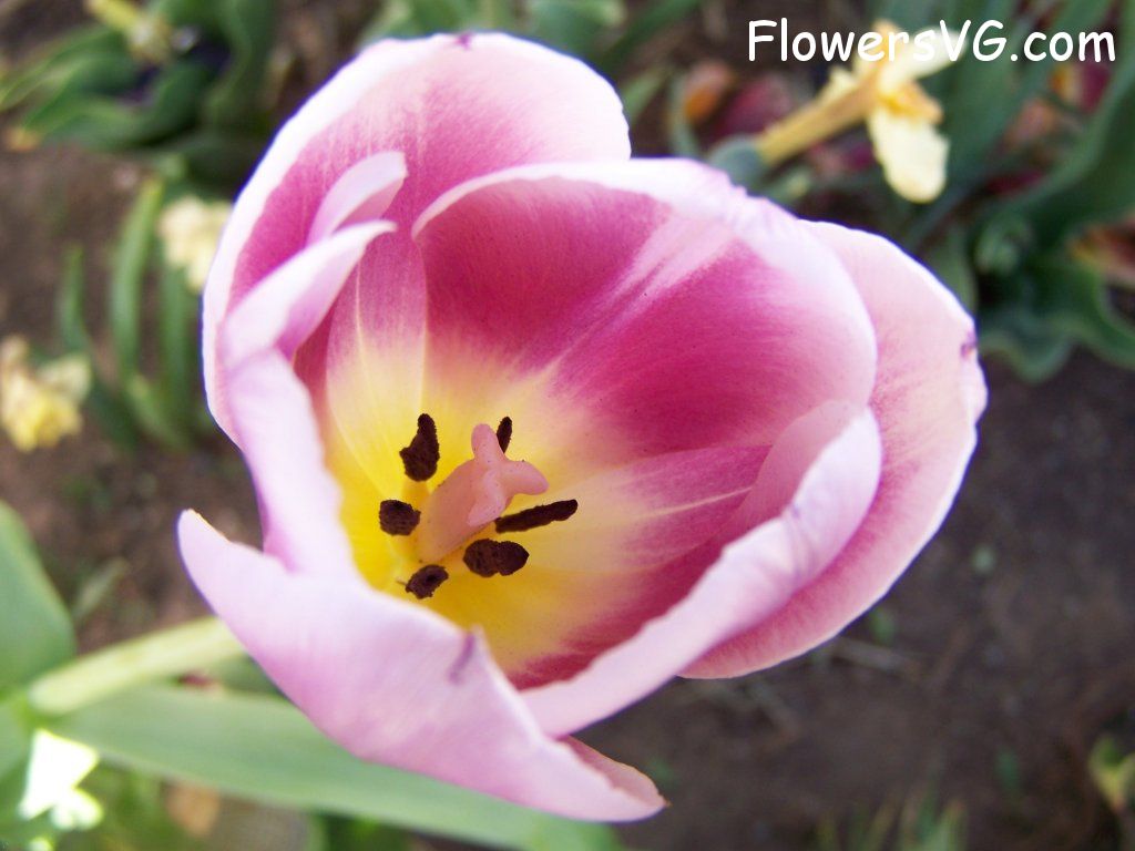 tulip flower Photo abflowers2716.jpg