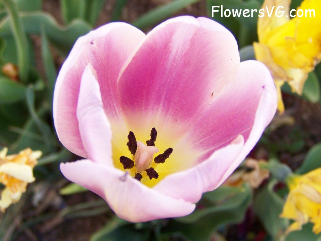 tulip flower Photo abflowers2717.jpg