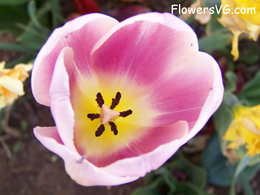tulip flower Photo abflowers2718.jpg