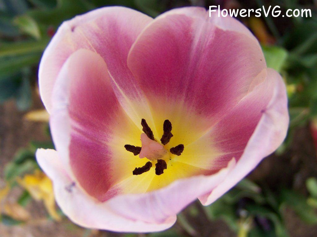 tulip flower Photo abflowers2719.jpg