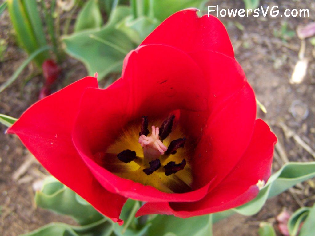 tulip flower Photo abflowers2735.jpg