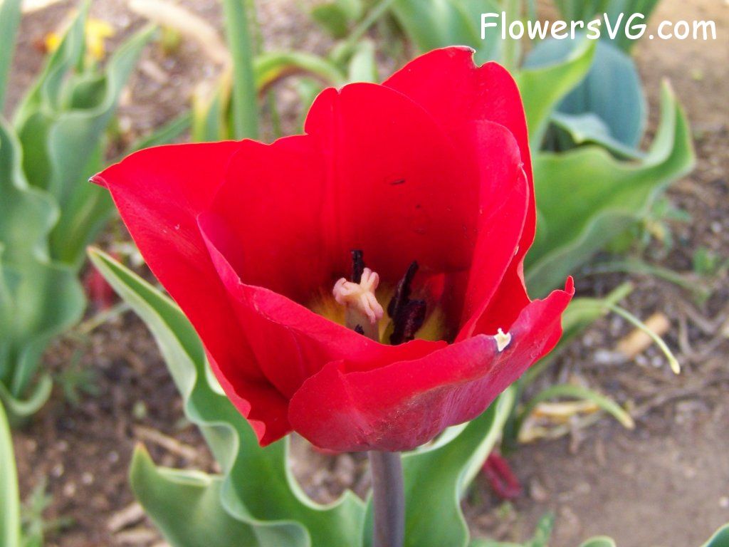 tulip flower Photo abflowers2736.jpg