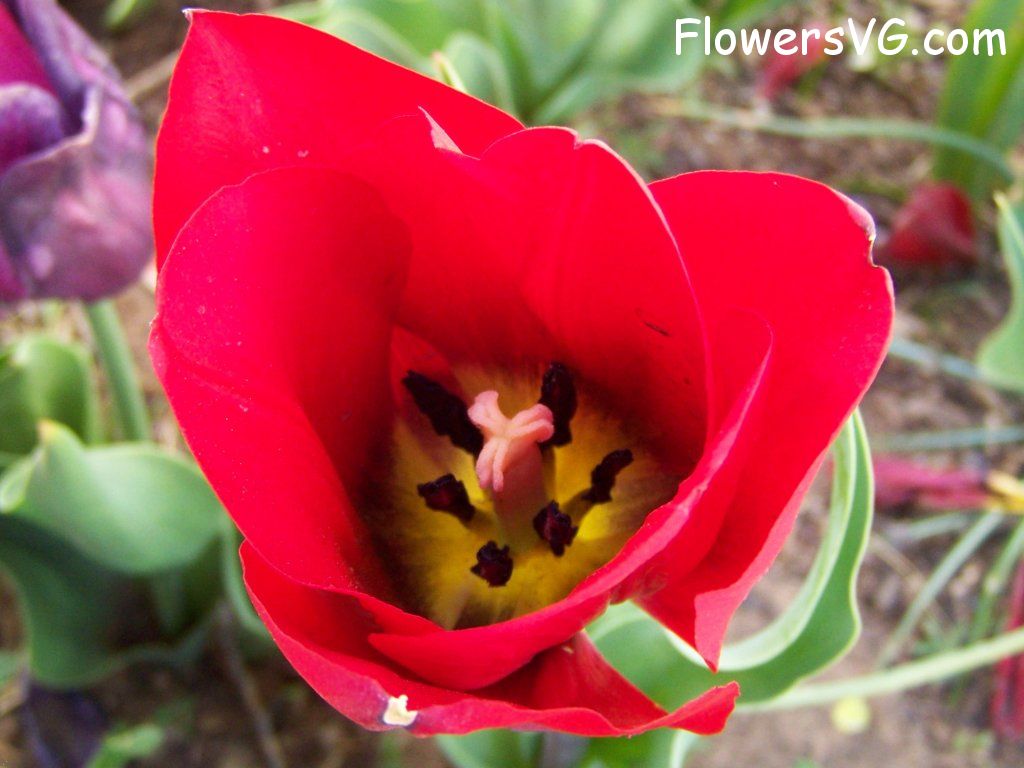 tulip flower Photo abflowers2737.jpg