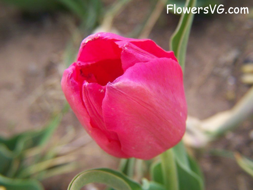 tulip flower Photo abflowers3002.jpg