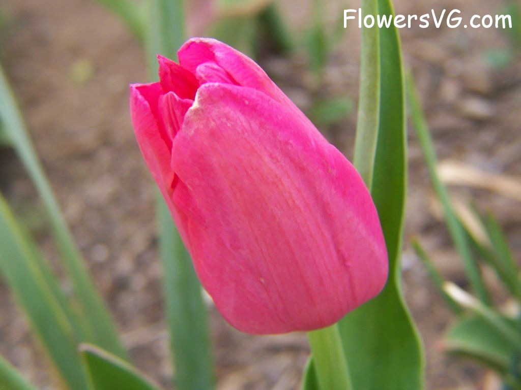 tulip flower Photo abflowers3003.jpg