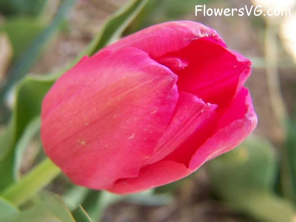 tulip flower Photo abflowers3004.jpg