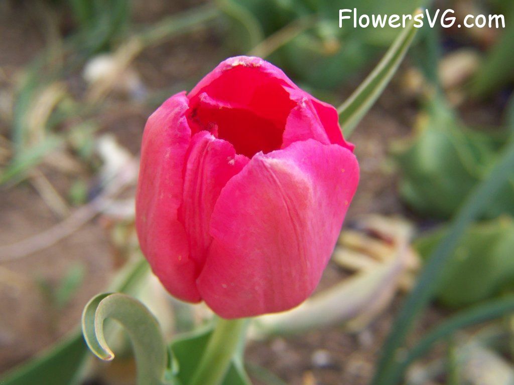 tulip flower Photo abflowers3005.jpg