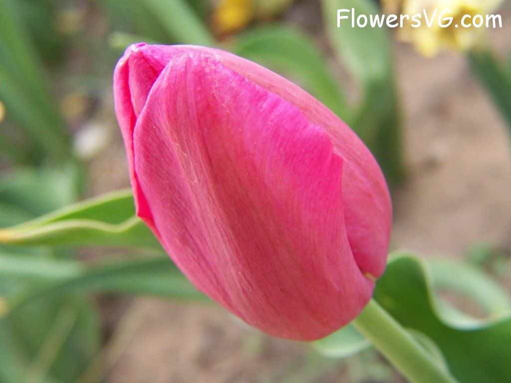 tulip flower Photo abflowers3006.jpg