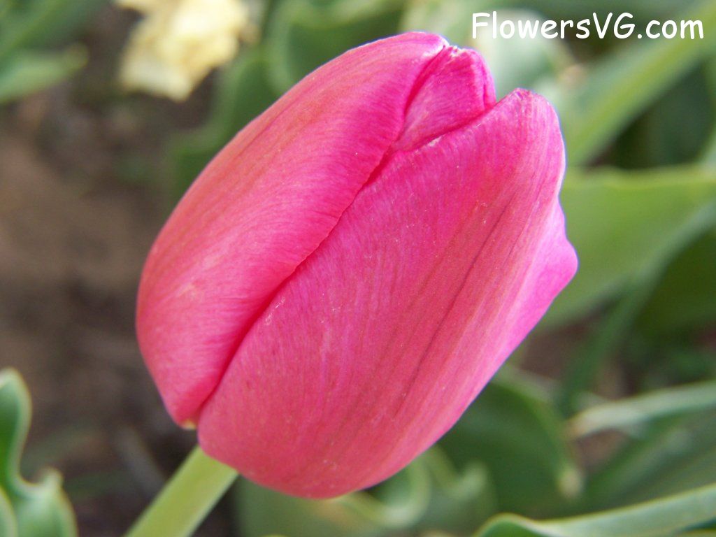 tulip flower Photo abflowers3008.jpg