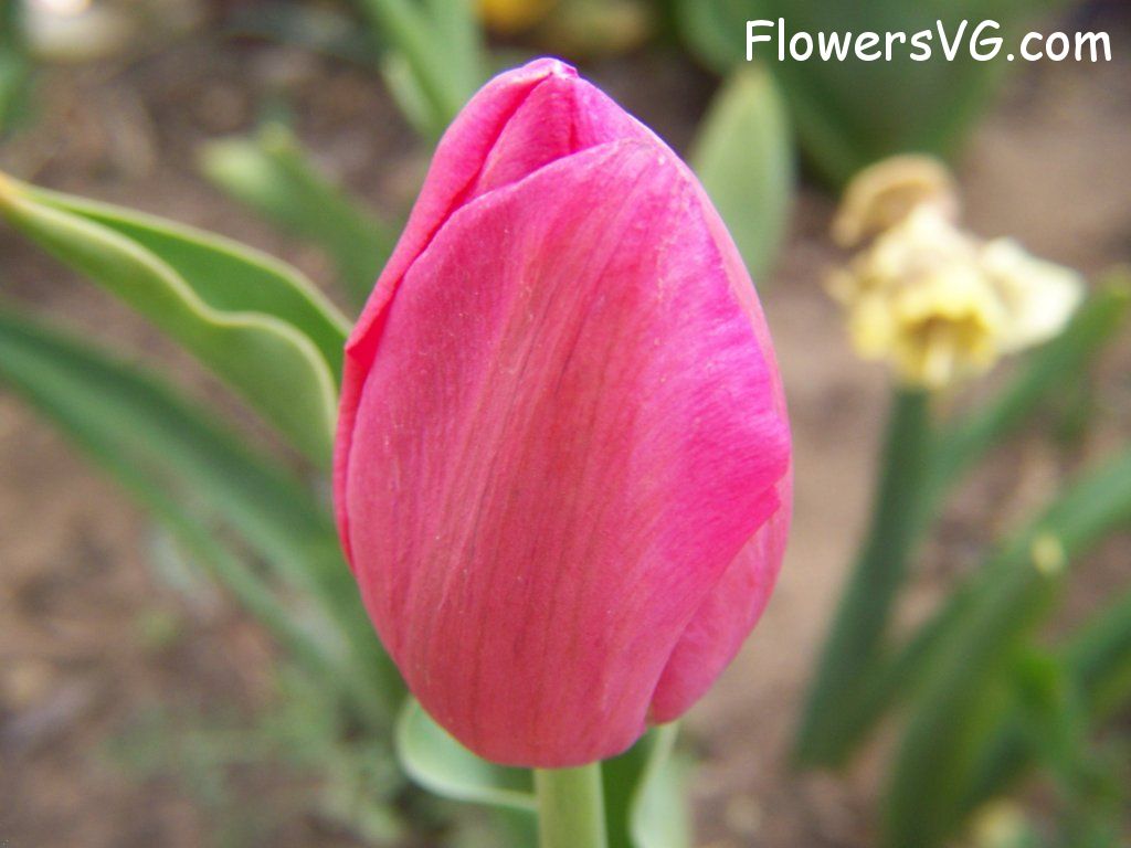 tulip flower Photo abflowers3010.jpg