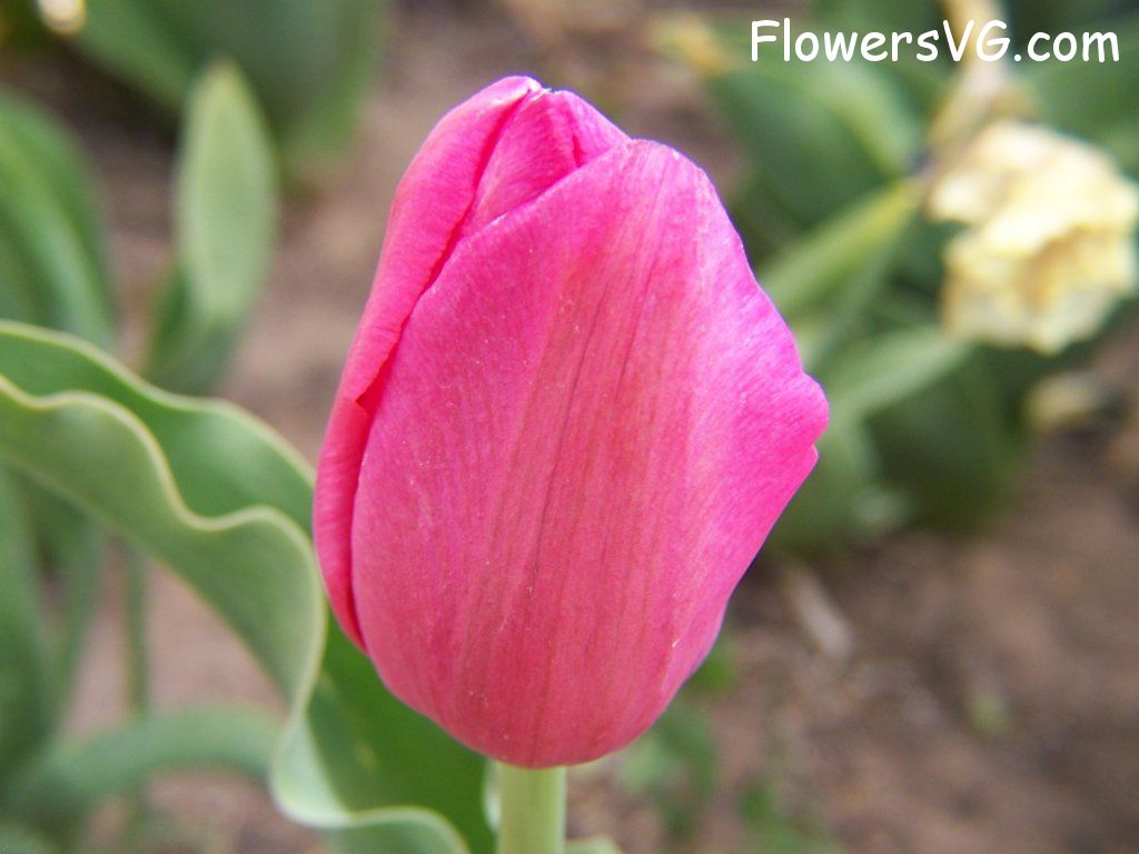 tulip flower Photo abflowers3011.jpg