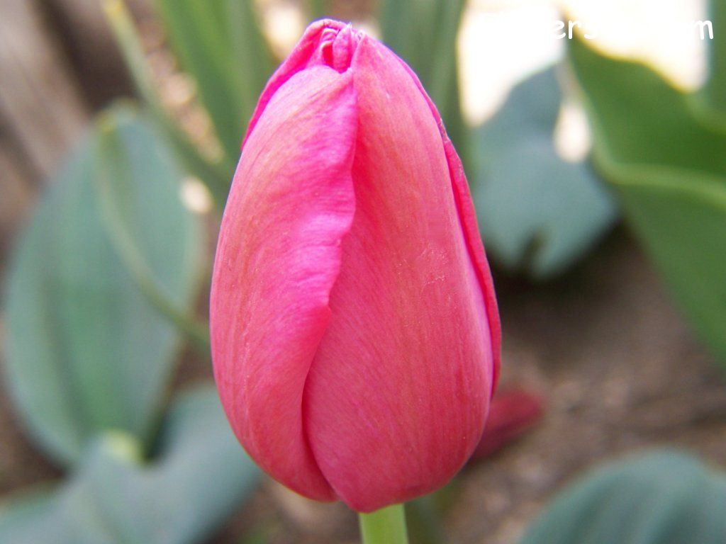 tulip flower Photo abflowers3012.jpg