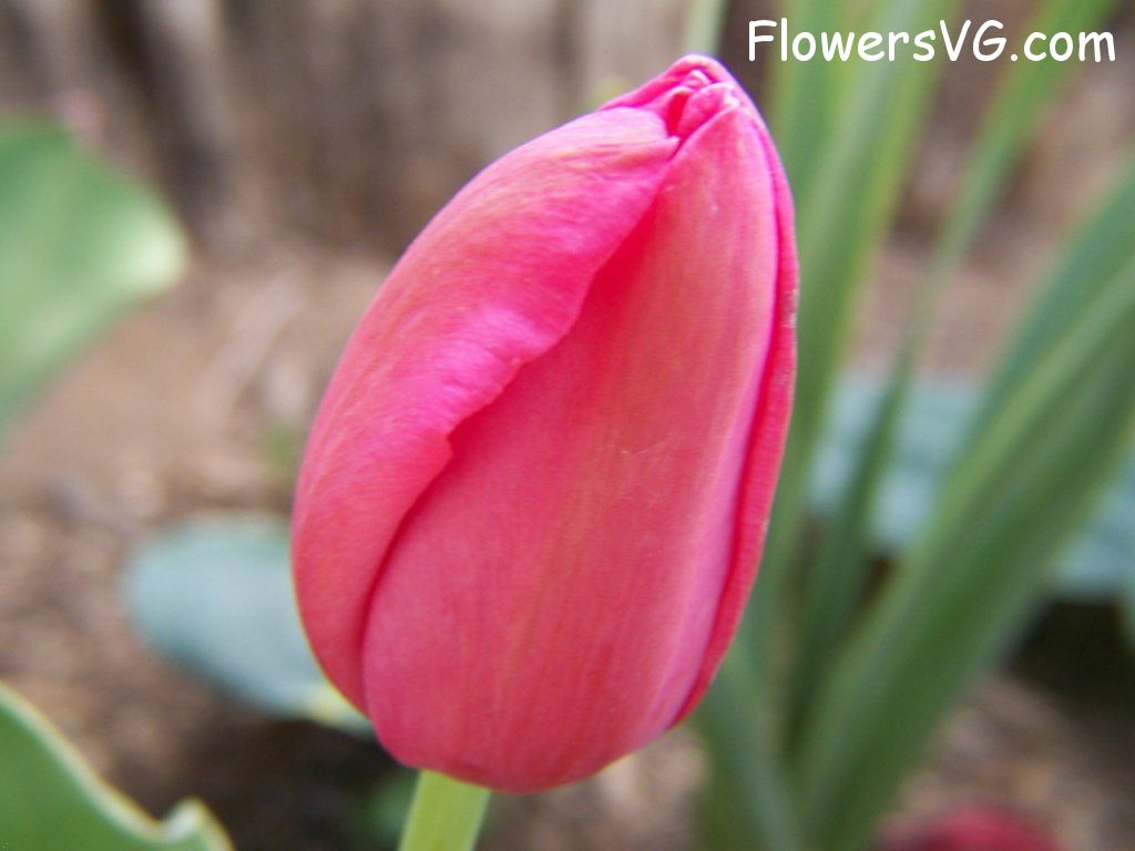 tulip flower Photo abflowers3013.jpg