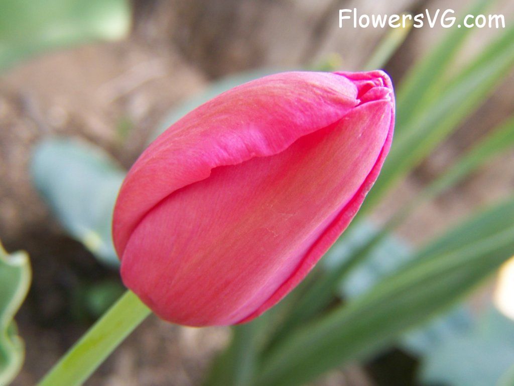 tulip flower Photo abflowers3014.jpg