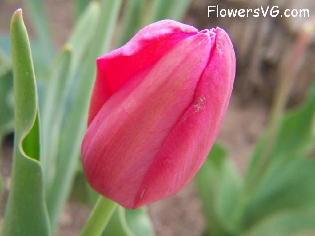 tulip flower Photo abflowers3015.jpg
