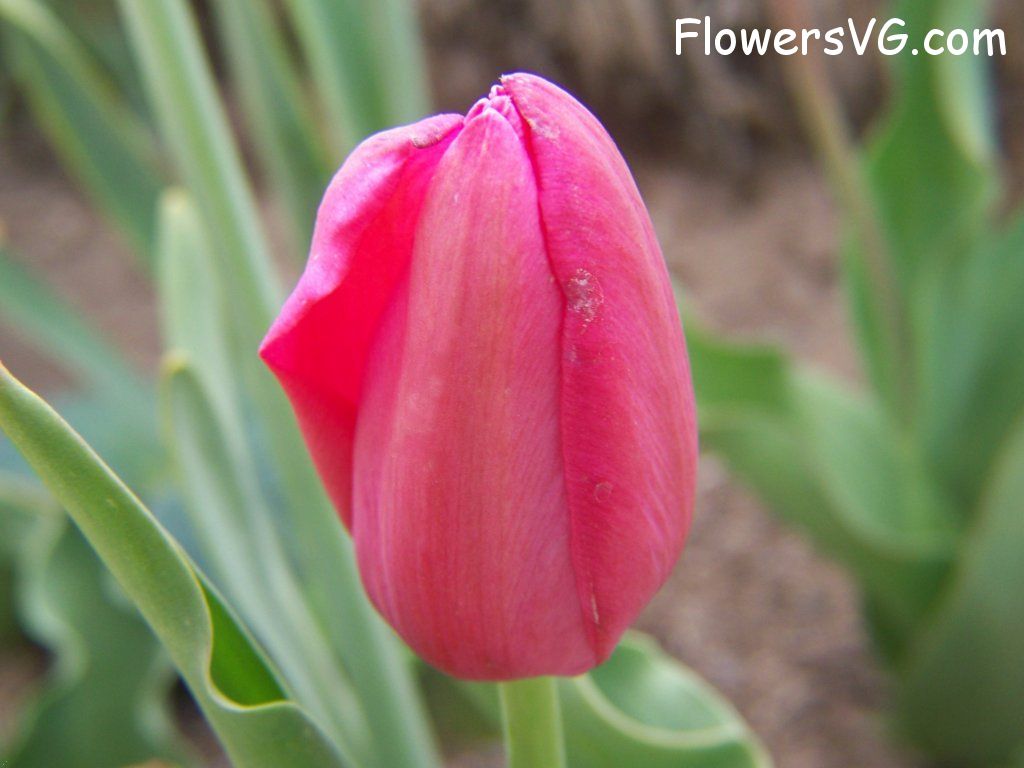 tulip flower Photo abflowers3016.jpg