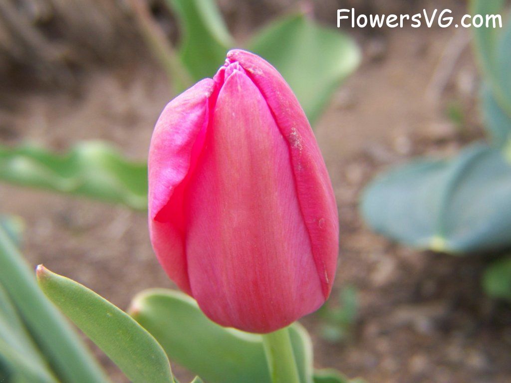 tulip flower Photo abflowers3017.jpg
