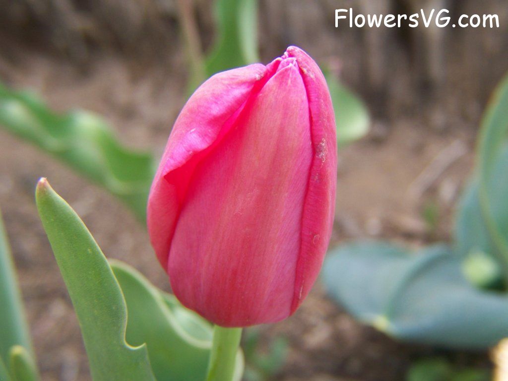 tulip flower Photo abflowers3018.jpg