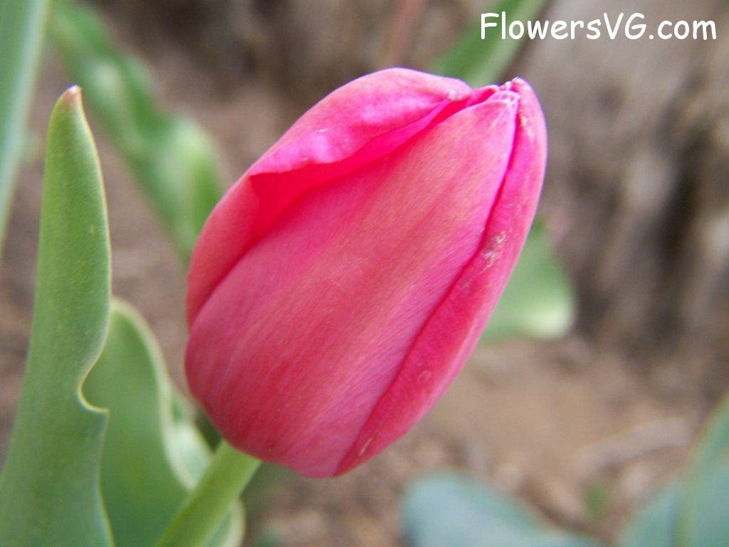 tulip flower Photo abflowers3019.jpg