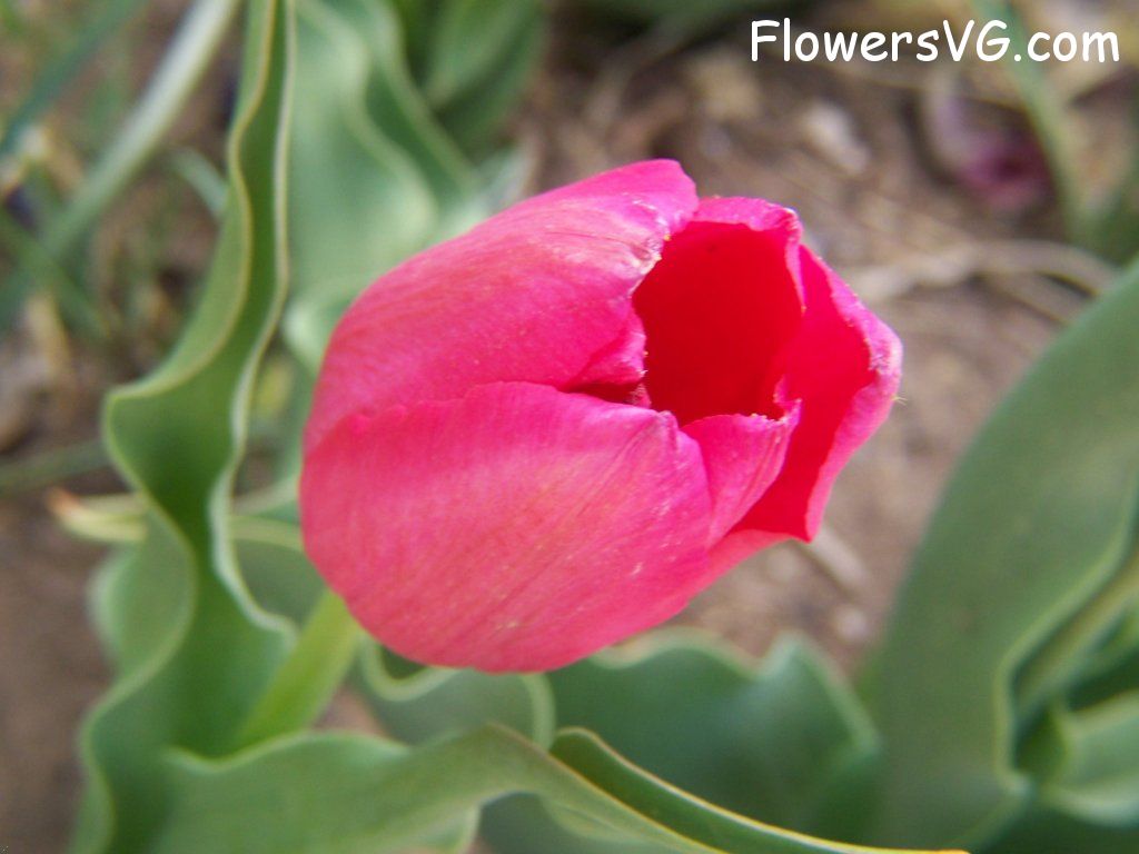 tulip flower Photo abflowers3021.jpg