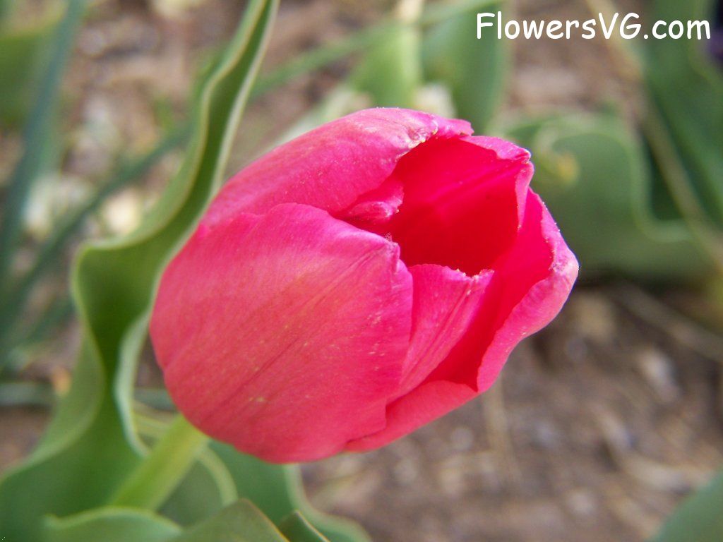 tulip flower Photo abflowers3022.jpg