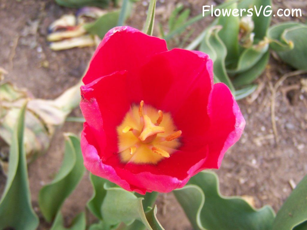 tulip flower Photo abflowers3028.jpg