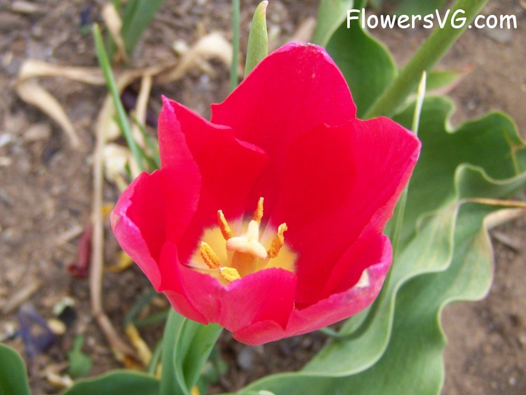 tulip flower Photo abflowers3029.jpg
