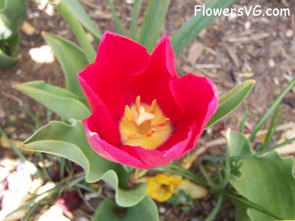 tulip flower Photo abflowers3030.jpg