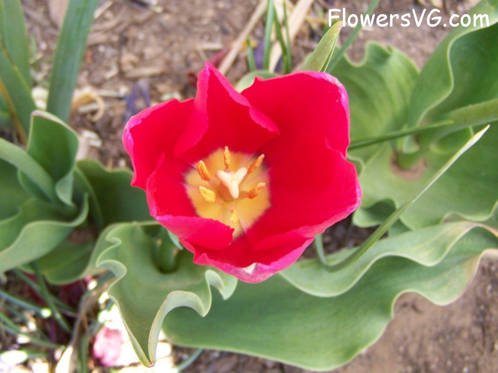 tulip flower Photo abflowers3032.jpg