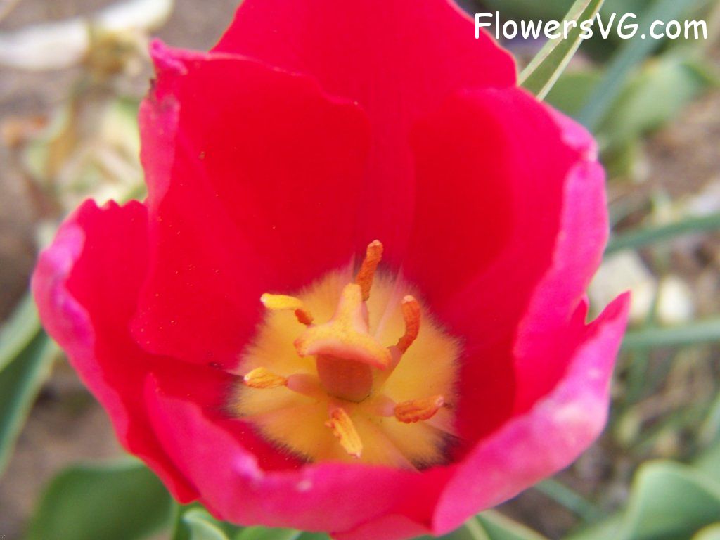tulip flower Photo abflowers3034.jpg