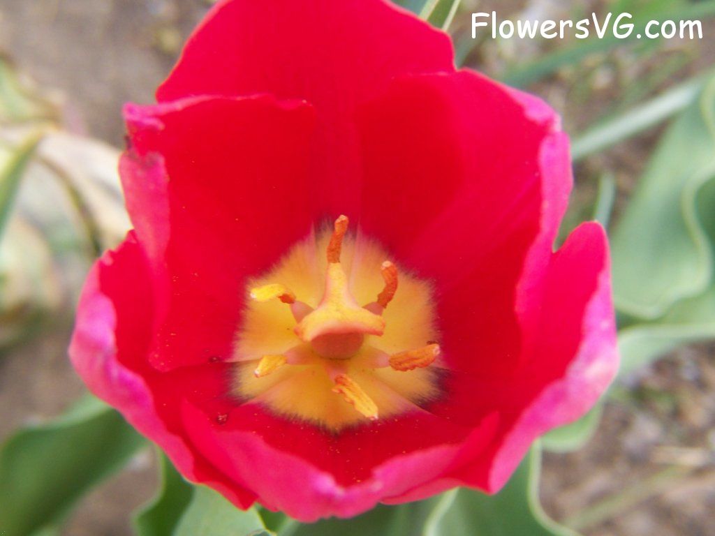tulip flower Photo abflowers3035.jpg