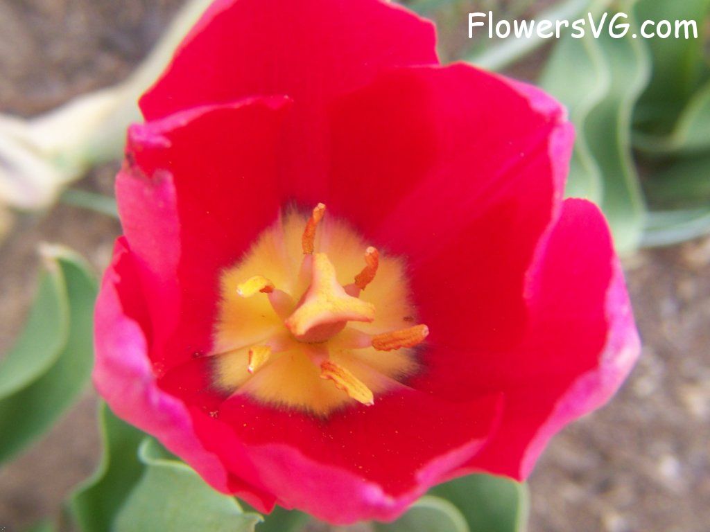 tulip flower Photo abflowers3036.jpg