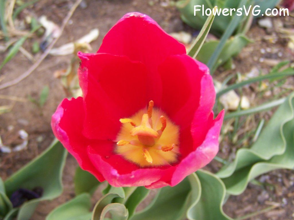 tulip flower Photo abflowers3037.jpg