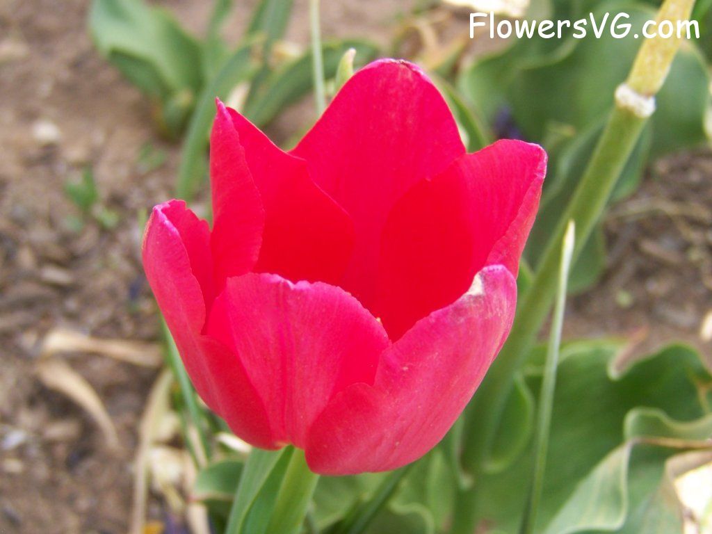 tulip flower Photo abflowers3039.jpg