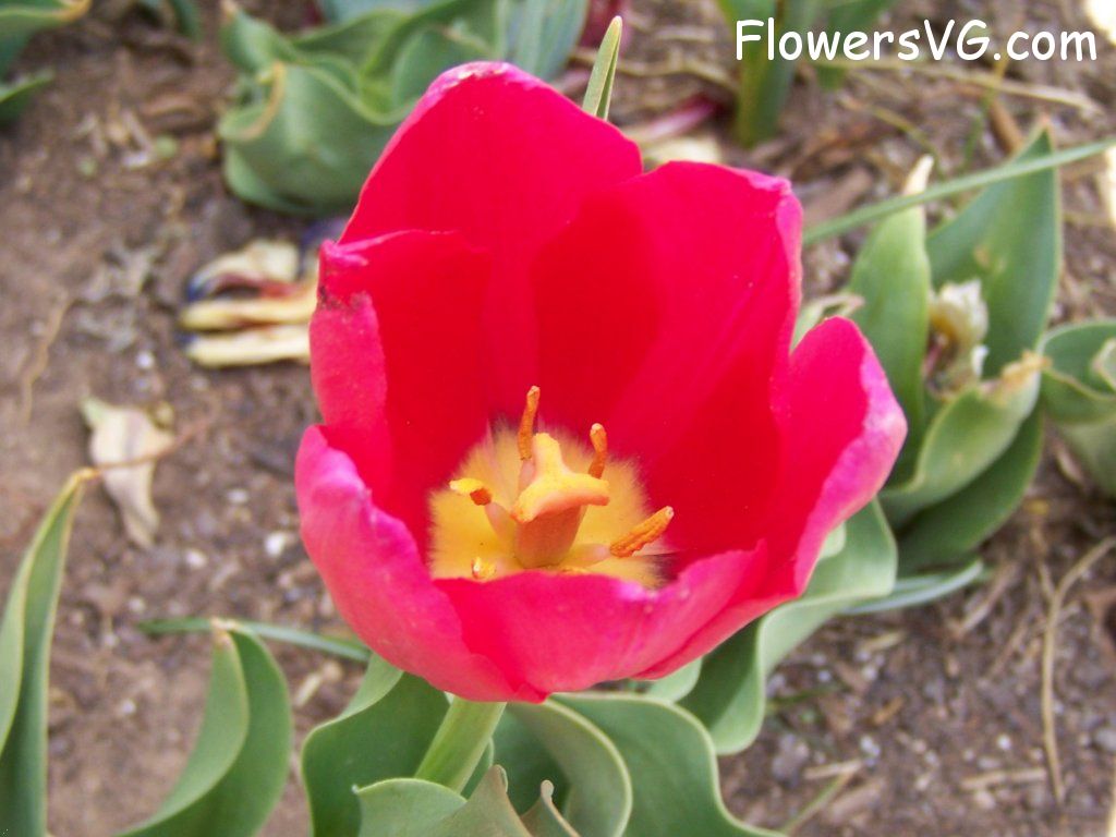 tulip flower Photo abflowers3040.jpg