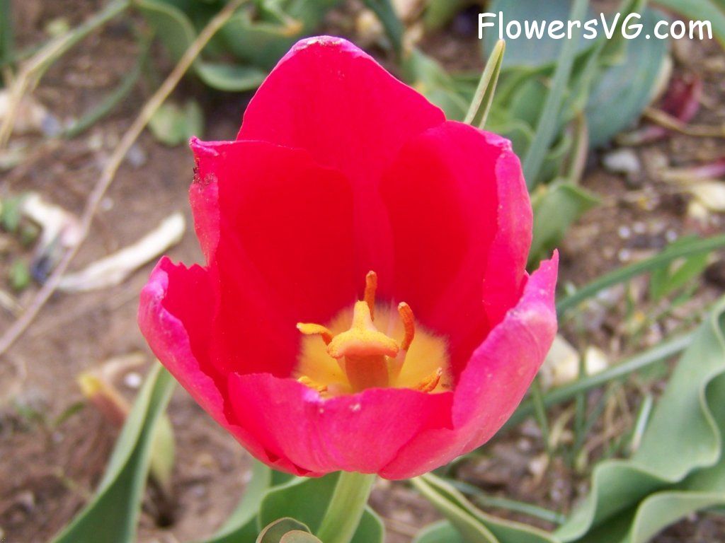 tulip flower Photo abflowers3041.jpg
