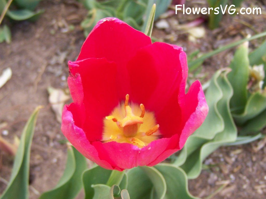 tulip flower Photo abflowers3042.jpg