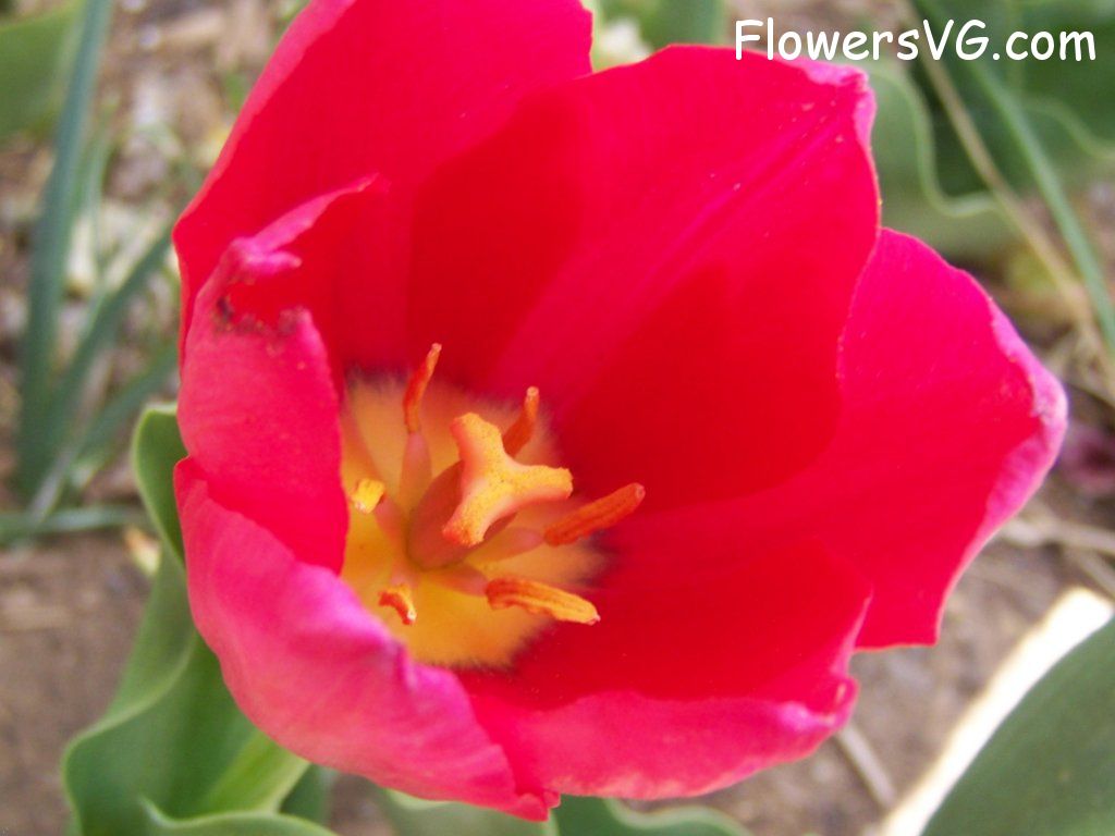tulip flower Photo abflowers3043.jpg
