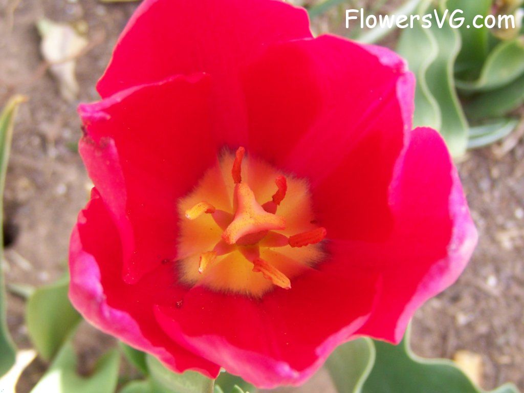 tulip flower Photo abflowers3044.jpg