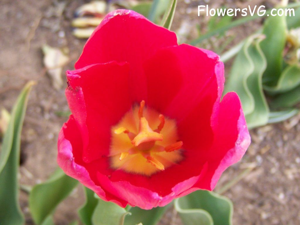 tulip flower Photo abflowers3045.jpg
