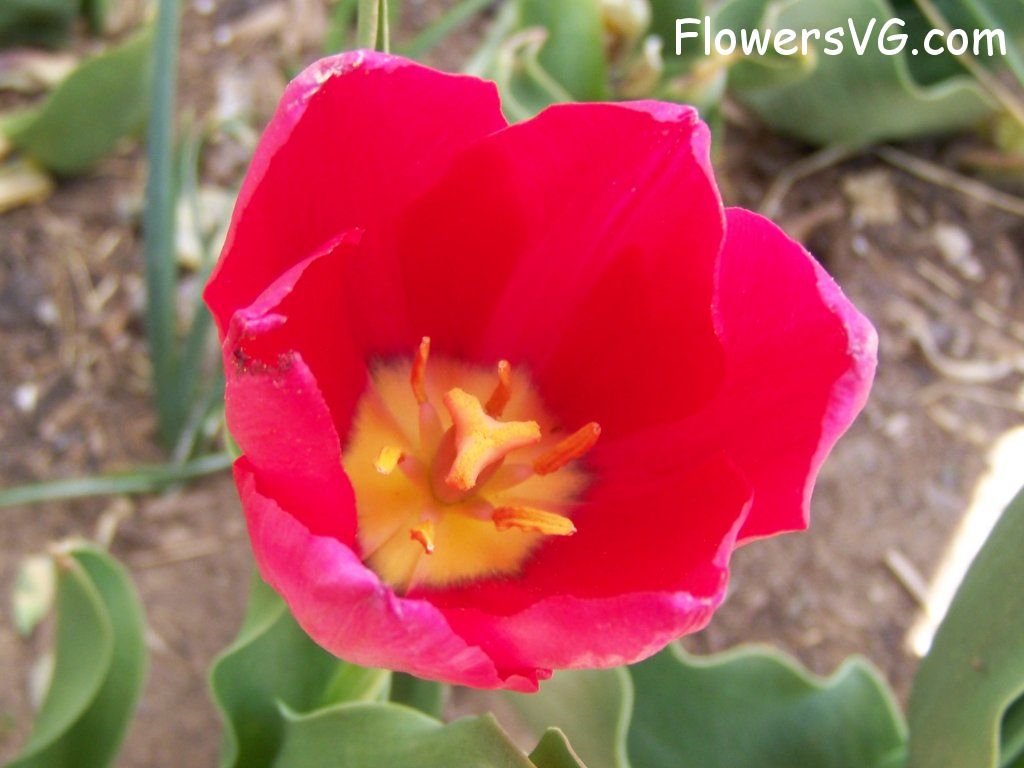tulip flower Photo abflowers3046.jpg