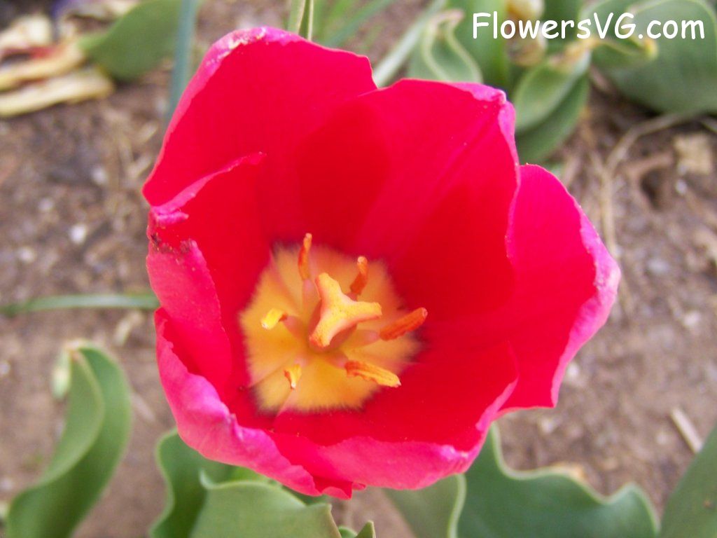 tulip flower Photo abflowers3047.jpg