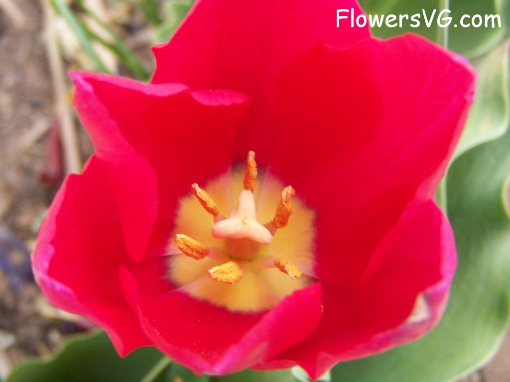 tulip flower Photo abflowers3048.jpg