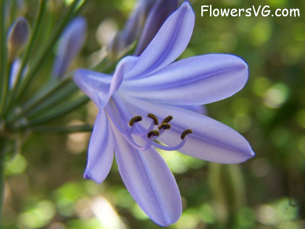 lily flower Photo abflowers3898.jpg
