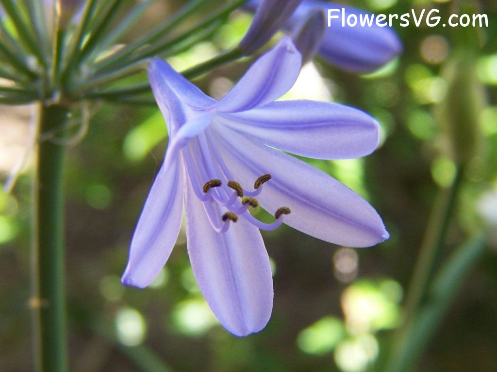 lily flower Photo abflowers3900.jpg