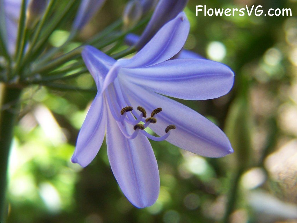 lily flower Photo abflowers3901.jpg