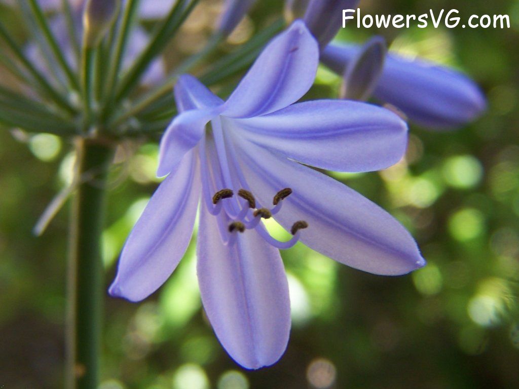 lily flower Photo abflowers3903.jpg