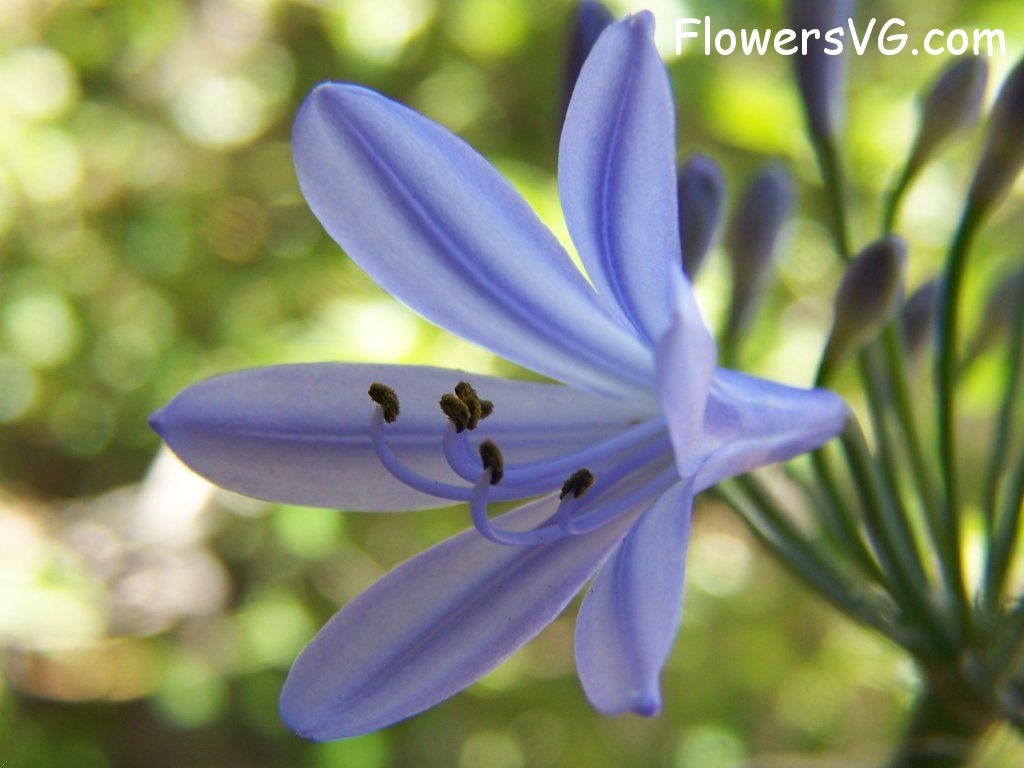 lily flower Photo abflowers3906.jpg
