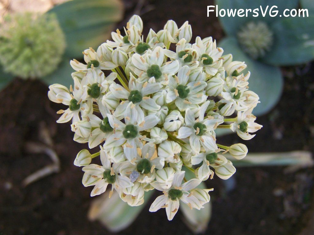 Photo abflowers4016.jpg