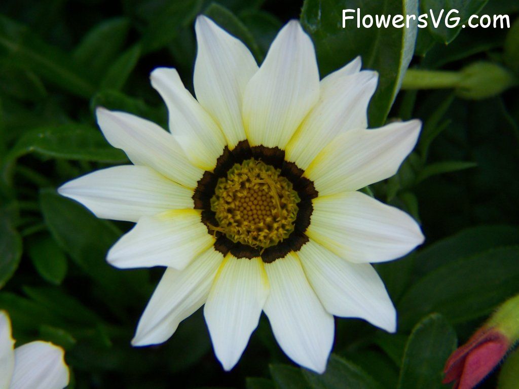 daisy flower Photo abflowers4264.jpg